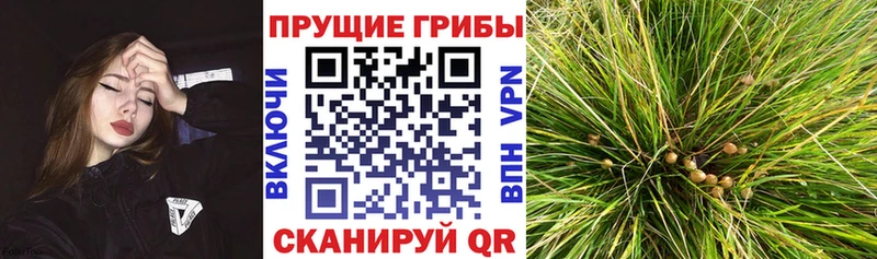 OMG онион  даркнет сайт  Жуков  Псилоцибиновые грибы Psilocybe 